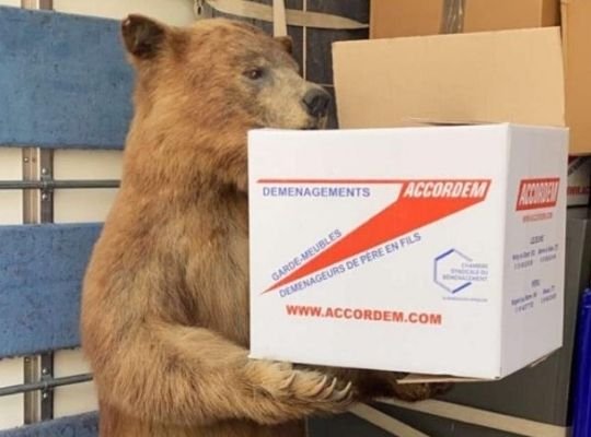 Notre ours mascotte qui tient un carton de déménagement